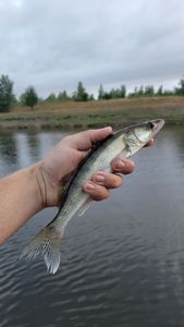 Zander