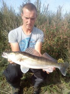 Zander
