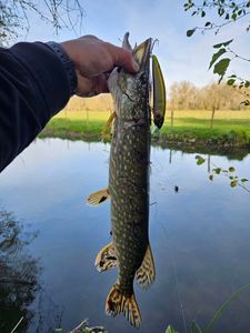 Northern Pike