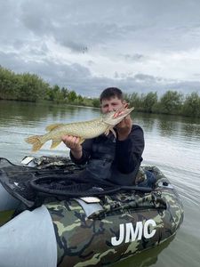 Northern Pike