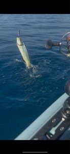 Dolphinfish