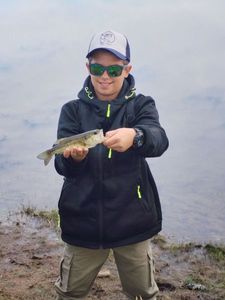 Largemouth Bass