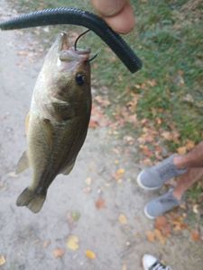 Largemouth Bass