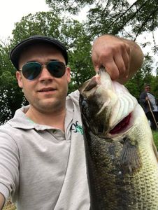 Largemouth Bass