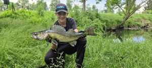Zander