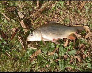 Common Carp