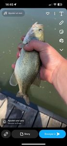 Smallmouth Bass