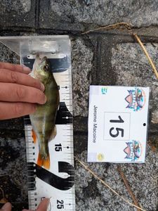 European Perch