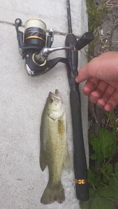 Largemouth Bass
