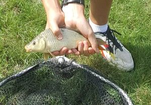 Roach