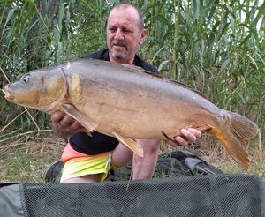 Mirror Carp