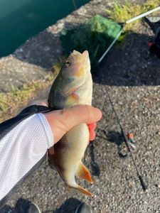 European Perch