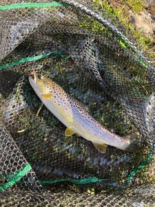 Brown Trout