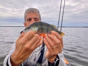 European Perch