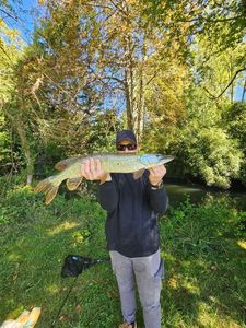 Northern Pike