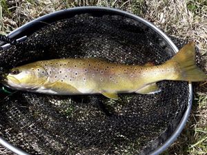 Brown Trout