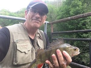 European Perch