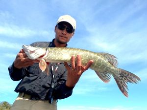 Northern Pike