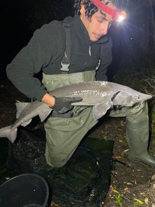 Sturgeon