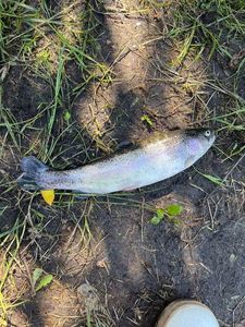 Lake Trout