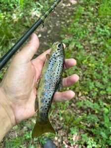 Brown Trout