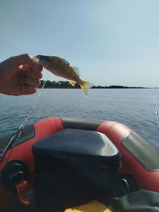 European Perch