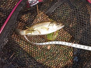 Smallmouth Bass