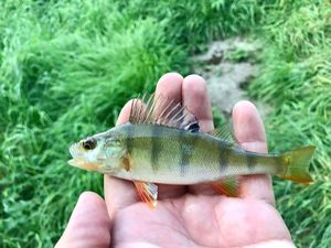 European Perch