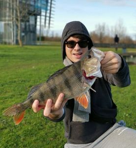 European Perch