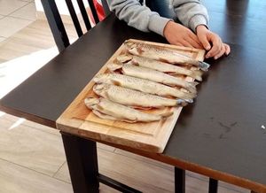 Brown Trout