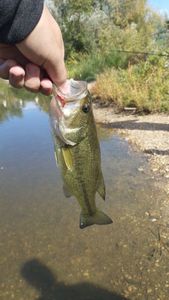 Largemouth Bass