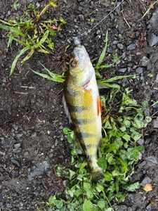 European Perch