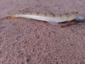 Inshore Lizardfish