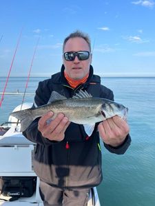 European Bass (Seabass)