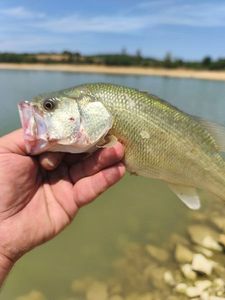 Largemouth Bass