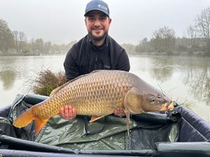 Common Carp