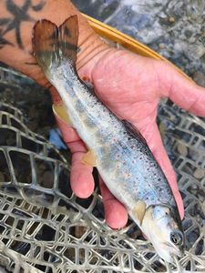 Brown Trout