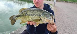 Largemouth Bass