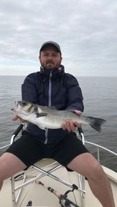 European Bass (Seabass)