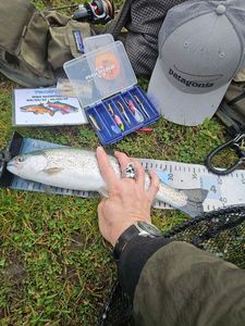 Rainbow Trout