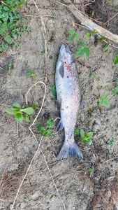 Rainbow Trout