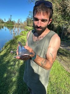 Black Bullhead
