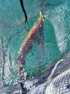 Ballan Wrasse