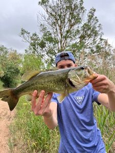 Largemouth Bass