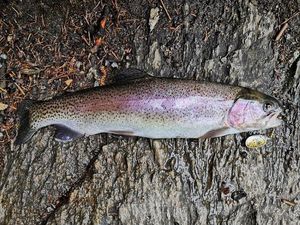 Rainbow Trout