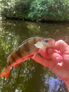 European Perch
