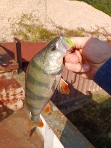 European Perch