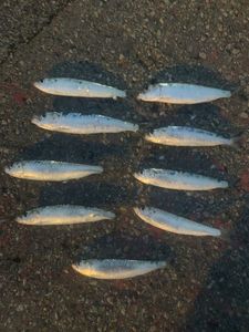 European Pilchard