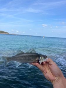 European Bass (Seabass)