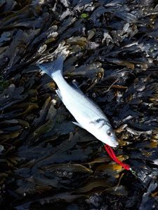 European Bass (Seabass)